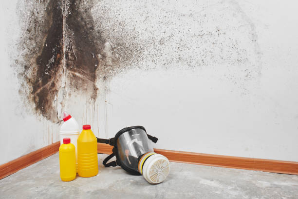 Best Certified Mold Removal  in Smithfield, VA