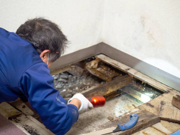 Best Water Damage Restoration  in Smithfield, VA