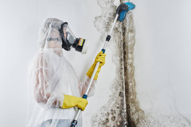 Mold Removal and Inspection in Smithfield, VA