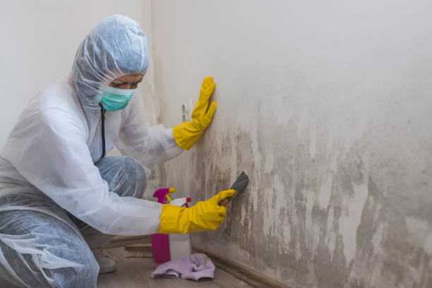 Best Commercial Mold Removal  in Smithfield, VA