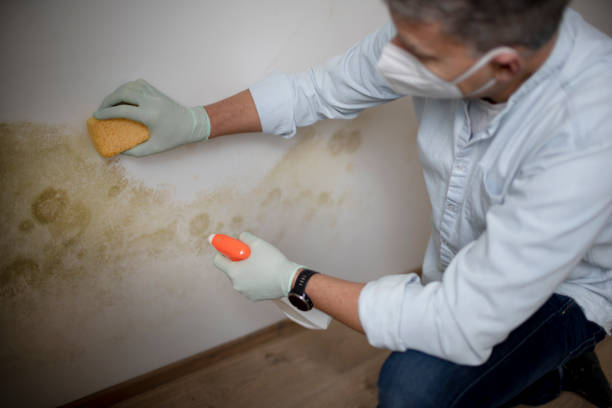 Best Mold Testing  in Smithfield, VA