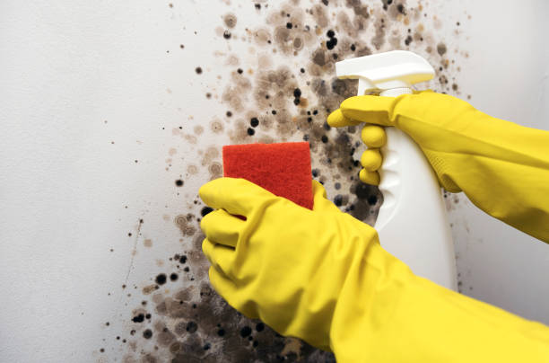 Best Fast Mold Removal  in Smithfield, VA