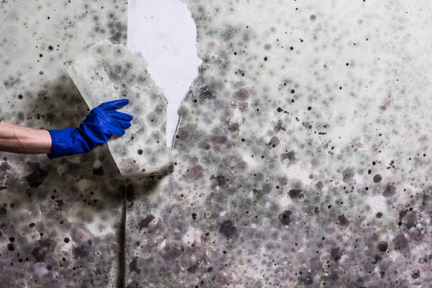 Best Local Mold Removal Service  in Smithfield, VA