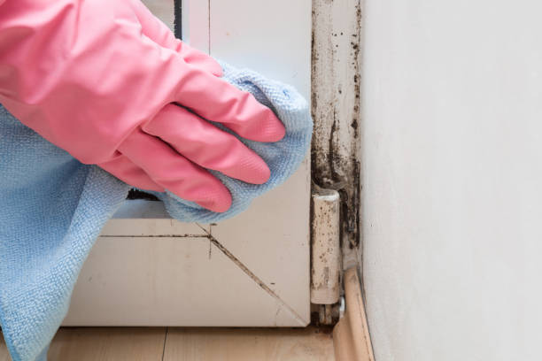 Trusted Smithfield, VA Mold Removal Experts