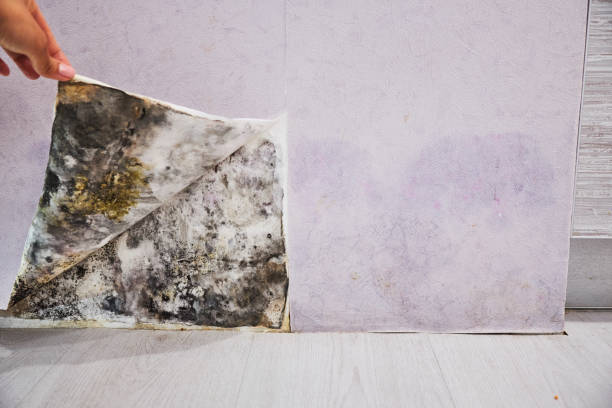 Best Same-Day Mold Removal  in Smithfield, VA